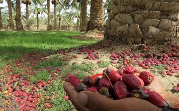 گرمازدگی 35نفر و خسارت به نخیلات در ریگان کرمان