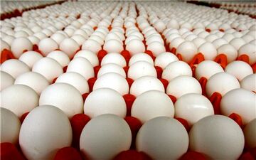 قیمت تخم مرغ چند؟