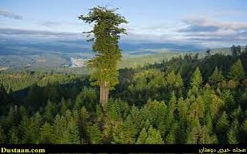 بلندترین درخت زنده روی کره زمین 
