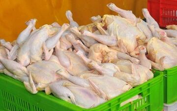 قیمت مرغ پر کشید