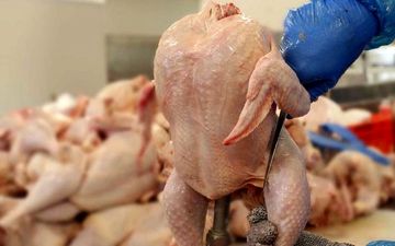 قیمت منطقی هر کیلو مرغ چقدر است؟