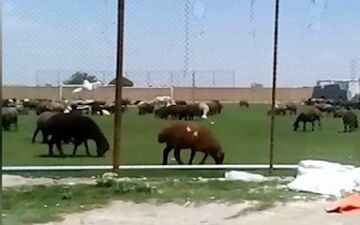 قیمت جدید دام‌ زنده امروز ۱۰ بهمن ماه ۱۴۰۴/ گوسفند ارزان تر شد