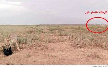 گرگان / پرتوزایی رسوبات کارخانه ید کانسار خزر خطرناک نیست