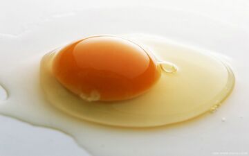 زرده تخم مرغ بخوریم یا سفیده؟! 