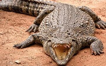 شکار پلنگ توسط کروکودیل حین آب خوردن 