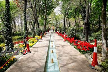 گزارش تصویری از لاله های زیبای بهاری در باغ ایرانی