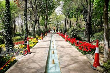 گزارش تصویری از لاله های زیبای بهاری در باغ ایرانی