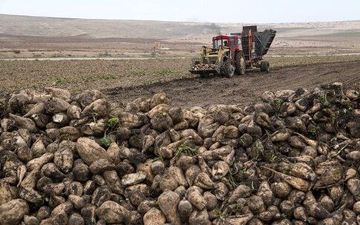 برداشت چغندر پاییزه در مناطق گرمسیری استان کرمانشاه آغاز شد/ تأکید کارشناسان به کشت گیاه سورگوم با توجه به خشکسالی‌ها