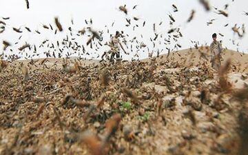 هجوم ملخ‌های شاخک کوتاه به آذربایجان‌شرقی
