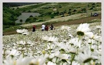 برگزاری جشنواره گل های بابونه در اردبیل+ فیلم