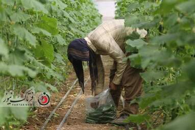 خسارت وارده به زراعت استاد اصفهان 