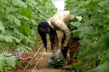 خسارت وارده به زراعت استاد اصفهان 