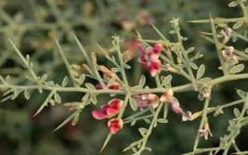 آشنایی با گیاه خار شتر