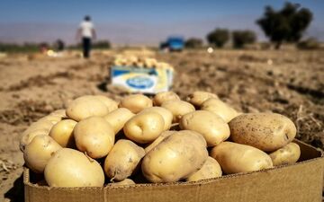 
سیب زمینی وارداتی در راه است+ قیمت تقریبی
