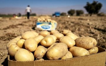 
سیب زمینی وارداتی در راه است+ قیمت تقریبی
