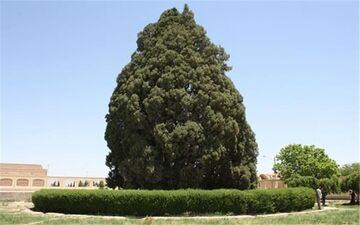  یکی از پیرترین موجودات زندهٔ دنیا در ایران ثبت جهانی می‌شود