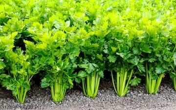 این سبزی شناخته شده ۳ برابر پرتقال ویتامین سی دارد 