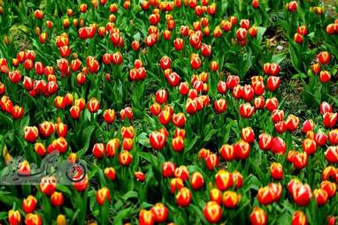  باغ ایرانی  بوستان  لاله های رنگین 