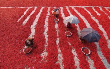 تصویری خاص از برداشت فلفل قرمز
