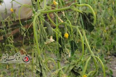 خسارت وارده به زراعت استاد اصفهان 
