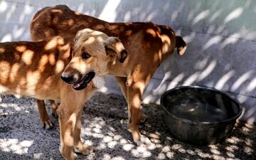 انتقال بیماری کیست هیداتید از مدفوع سگ/ ۱۱۹۷ نفرمبتلا شدند 