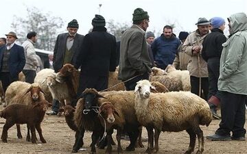 افزایش قیمت دام زنده؛ گوساله به ۵۰۰ هزار تومان رسید