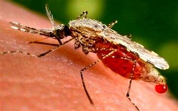 ابتلای این افراد به تب دنگی خطرناک است