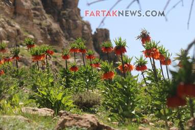 محسن عباسی‌فرد- ایرج الیاسی دالاهو