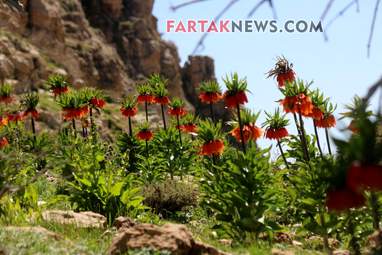 محسن عباسی‌فرد- ایرج الیاسی دالاهو