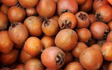 ازگیل میوه‌ای برای کاهش آلزایمر و کم خونی
