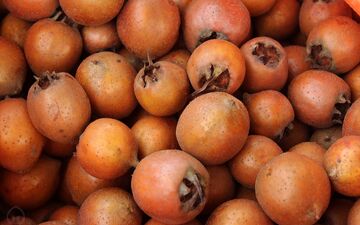 ازگیل میوه‌ای برای کاهش آلزایمر و کم خونی
