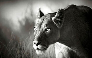 ویدیو فوق‌العاده دیدنی از تمرکز حیرت آور یک شیر در لحظه شکار