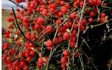 طب سنتی| گیاهی دو منظوره برای «وزن»

