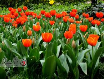  باغ ایرانی  بوستان  لاله های رنگین 