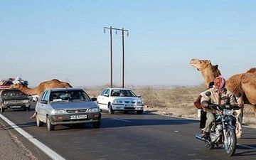 شتر بلای جان موتورسوار شد