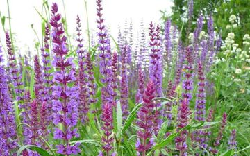 از خواص معجزه‌ آسای این گیاه برای تقویت حافظه خبر دارید؟

