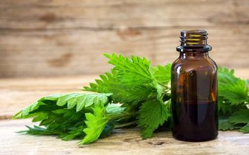 طرز استفاده از گزنه برای ریزش مو و سلامت پوست سر