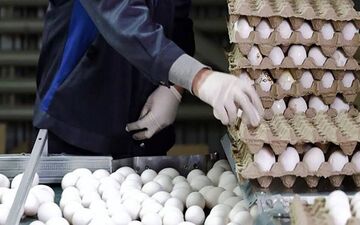 تحلیل قیمت تخم‌مرغ: تفاوت ۱۸۱ هزار تومانی تا نرخ واقعی