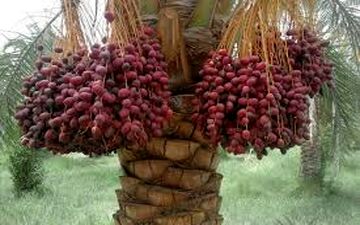 فواید بی شمار خرما برای سلامتی