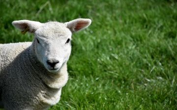 حکایت محلی و آموزنده گرگ و میش
