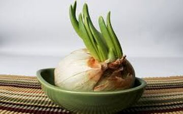 چگونه بفهمیم پیاز فاسد شده؟ 