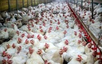  قیمت مرغ به کانال ۱۶ هزار تومانی رسید