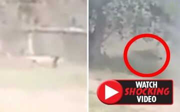 لحظه حمله مرگبار شیر به مرد جوان هندوستانی! +فیلم 
