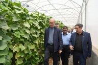 افزایش ۱۰۰ هزار تنی محصولات کشاورزی کرمانشاه در یک سال اخیر
