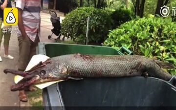 حمله ماهی غول پیکر درنده به دختر خردسال در پارک! +فیلم 
