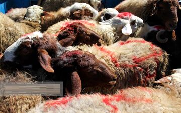 دستگیری ۲ چوپان سارق با ۳۱ گوسفند در تهران