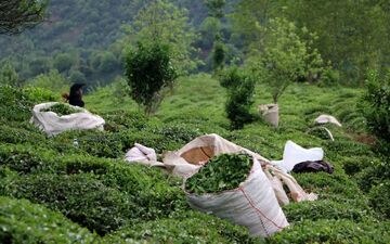قیمت چای هم افزایش می یابد