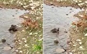 دفاع جانانه سمور‌ها از بچه‌های خود در مقابل گله سگ‌ها 
