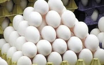 صادرات تخم مرغ دوباره آزاد شد 