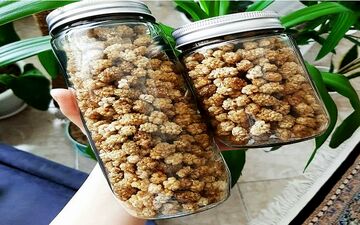 باورت میشه توت خشک این خواص رو داشته باشه؟ بیا خودت بخون!